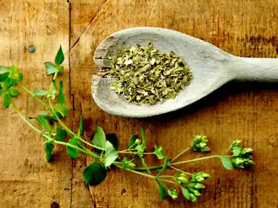 Oregano